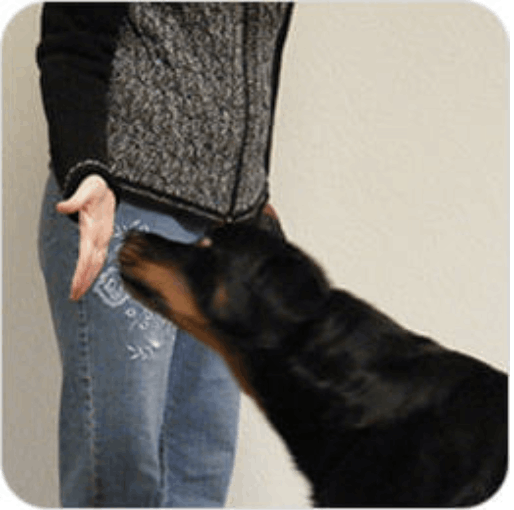 Brain Training 4 dogs module 1 